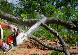 Best Hazardous Tree Removal  in Amador Pines, CA